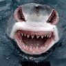 Shark